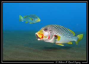 Oooohhh ! by Raoul Caprez 